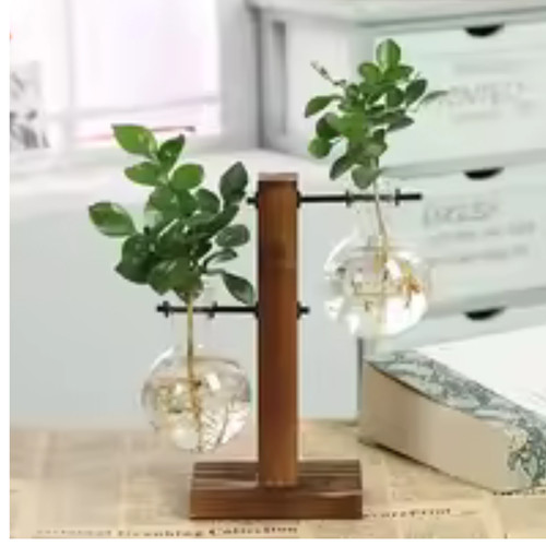 Plante hydroponique terrarium - plante,