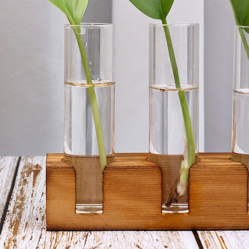 Terrarium pour plantes base - terrarium,