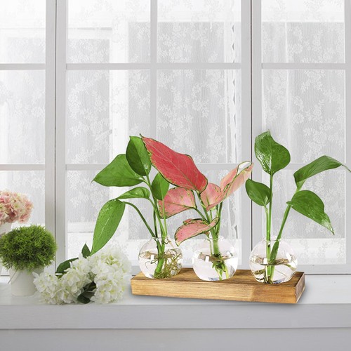 Terrarium propagation pot - terrarium, de