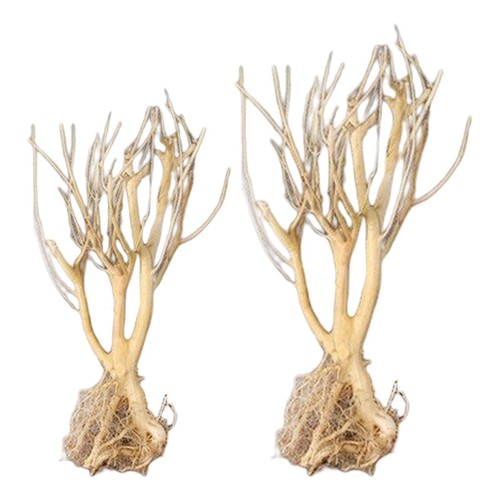 Aquarium bois flotté petit - bois,