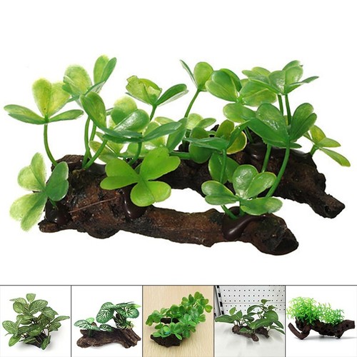 Plantes aquatiques