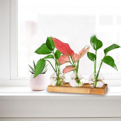 Terrarium propagation pot - terrarium,